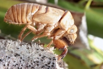 * Une exuvie de la cigale rouge (Homoptera - Tibicinidae - Tibicina haematodes)